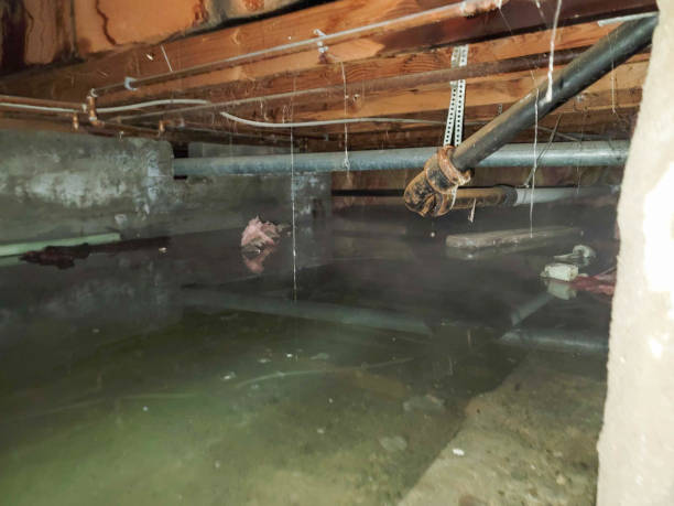 Best Mold removal after water damage  in Denver, CO